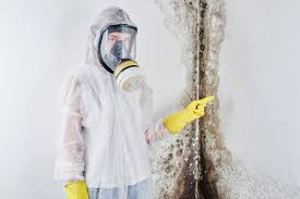 Best Basement Mold Removal  in Winchester, MO